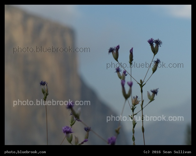 Purple Tufted Wildflowers - Yosemite CA