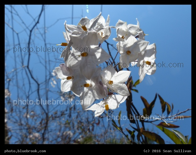 White Flowers in the Air - University of California, Berkeley CA