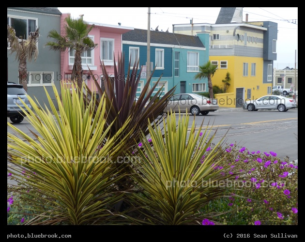 Pacific Colors - Near the Pacific coastline, San Francisco CA