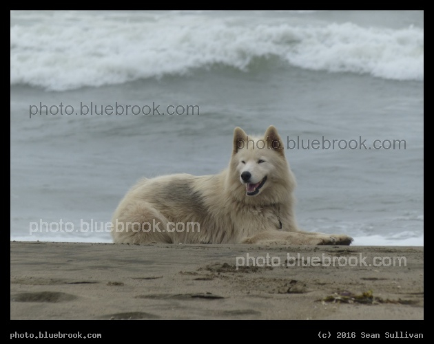 Dog on a Beach - Pacific Ocean, San Francisco CA