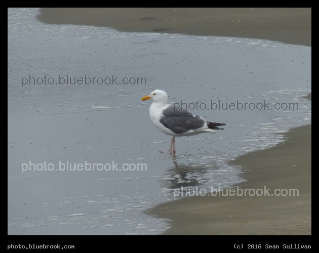 Seagull on the Shore - Pacific Ocean, San Francisco CA