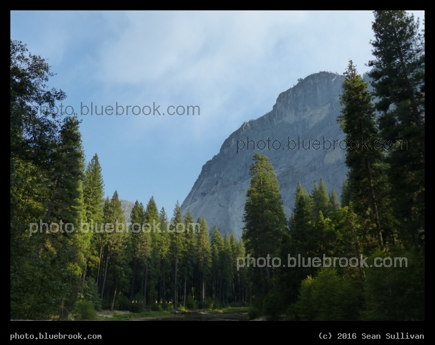 Yosemite Evergreen - Yosemite