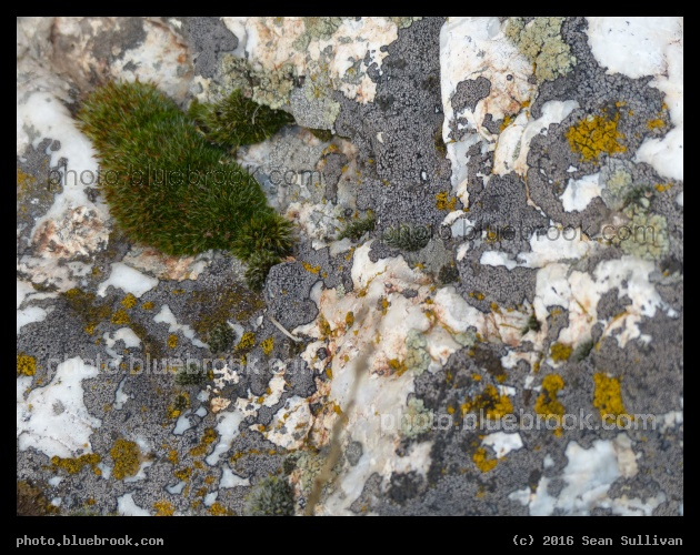 Moss and Lichens - Corvallis MT