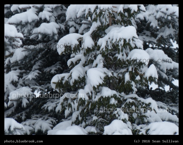 Christmas Snowfall - Corvallis MT