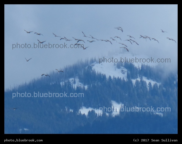 Geese over a Snowy Mountain - Sapphire Mountains, Corvallis MT
