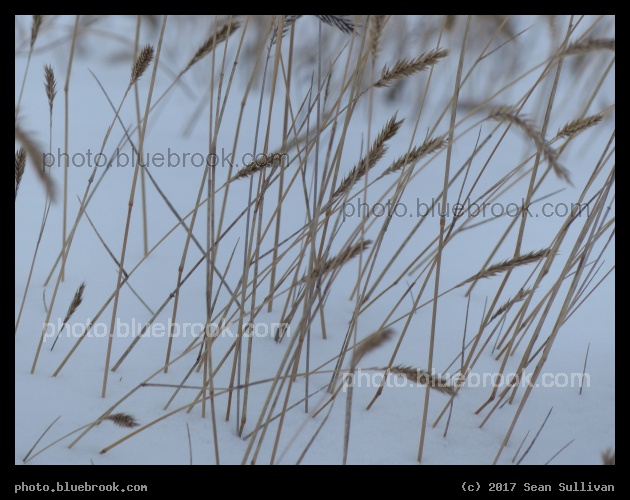 Grasses in the Snow - Corvallis, MT