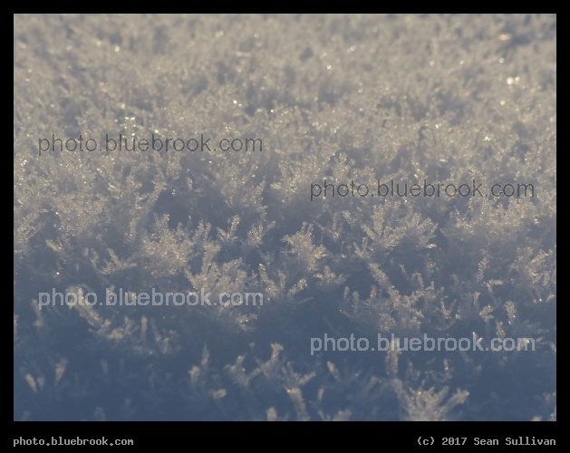 Miniature Frost Trees - Corvallis MT