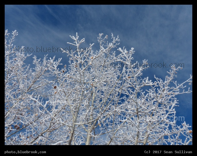 Frost in the Sky - Corvallis MT