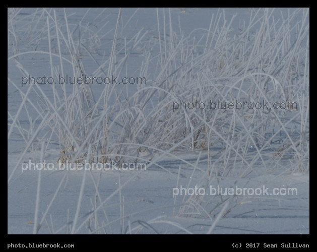 Frosted Grasses - Corvallis MT