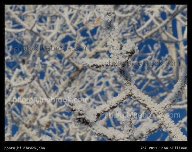 Maze of Frozen Branches - Corvallis MT