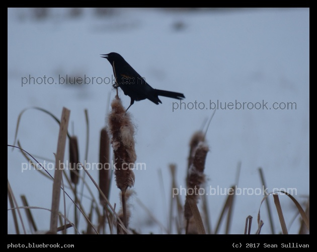 Blackbird in February - Corvallis MT
