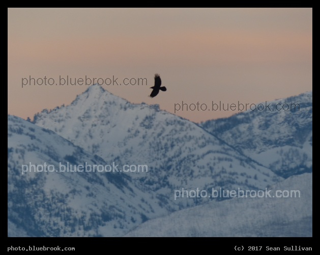 February Flight - Bitterroot Mountains at sunrise, Corvallis MT