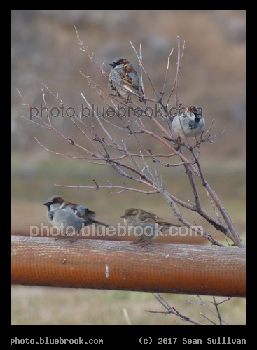 Four Sparrows - Corvallis MT