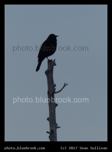 Bird on a Stick - Corvallis MT