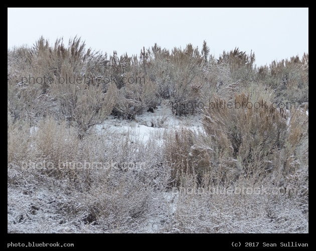 Snow and Sagebrush - Corvallis MT