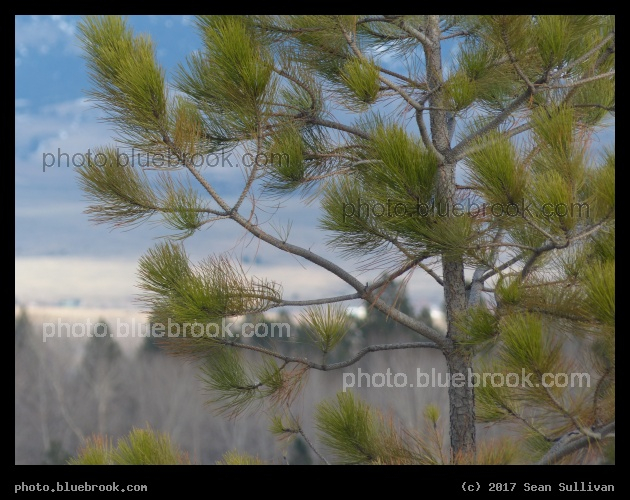 Foreground Evergreen - Victor MT