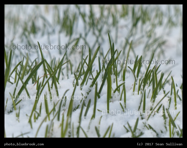Snow Sprinkled Spring - Corvallis MT