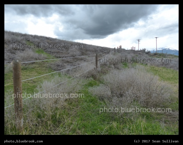 Fenceline through the Tumbleweed - Corvallis MT