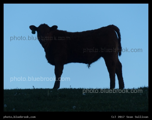 Cow at Dusk - Corvallis MT