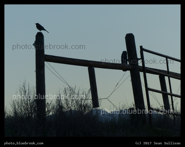 Bird on a Gate - Corvallis MT