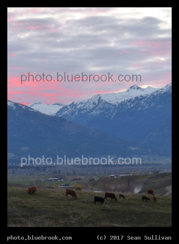 Unnaturally Pink Clouds, with Cows - Bitterroot Mountains, Corvallis MT