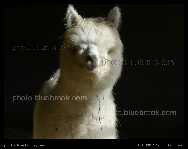 Fuzzy Faced Yearling Alpaca - Celesta