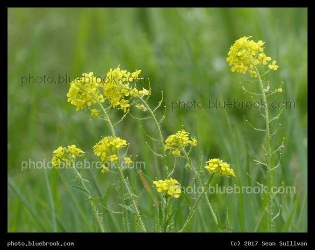 Little Yellow Wildflowers - Corvallis MT