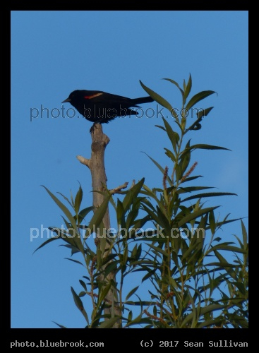 Treetop Blackbird - Corvallis MT