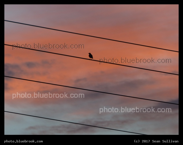 Bird at Sunset - Corvallis MT