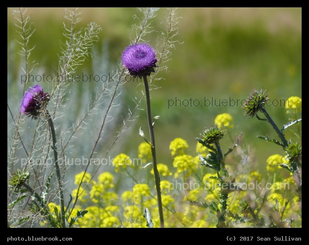 Wildflowers in June - 