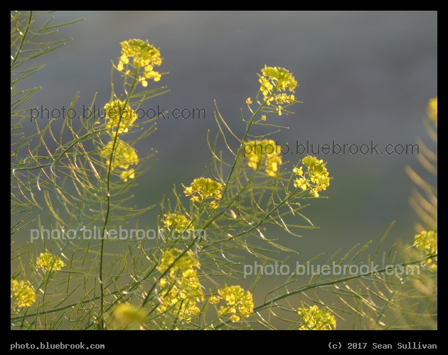 Backlit Yellow Flowers - Corvallis MT