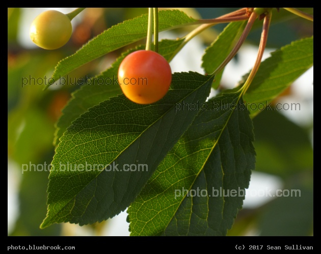 Ripening Cherries - Corvallis MT