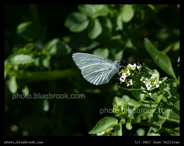 White Butterfly in July - Corvallis MT