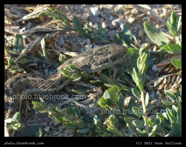 Western Terrestrial Garter Snake - Corvallis MT