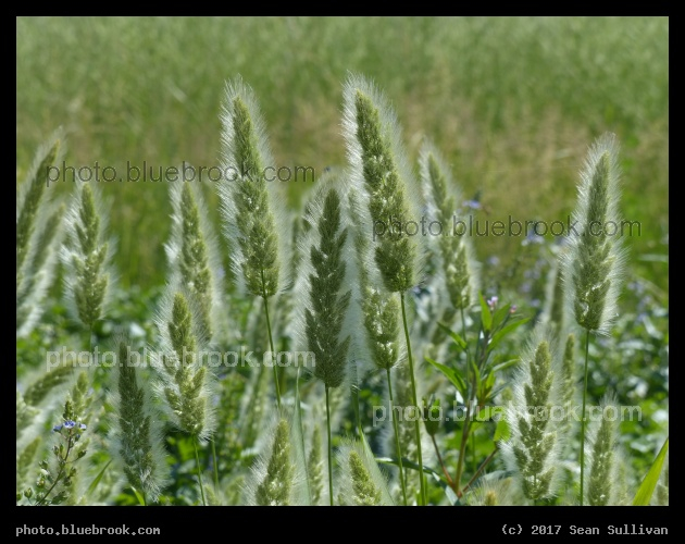 Fluffy Grasses - Corvallis MT