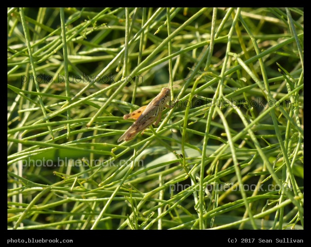 Grasshopper in the Weeds - Corvallis MT