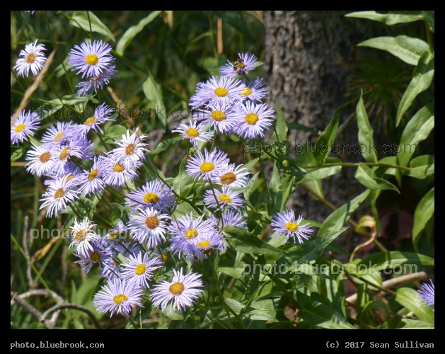 Sweep of Purple Flowers - Calvert Hill, Beaverhead National Forest, Montana