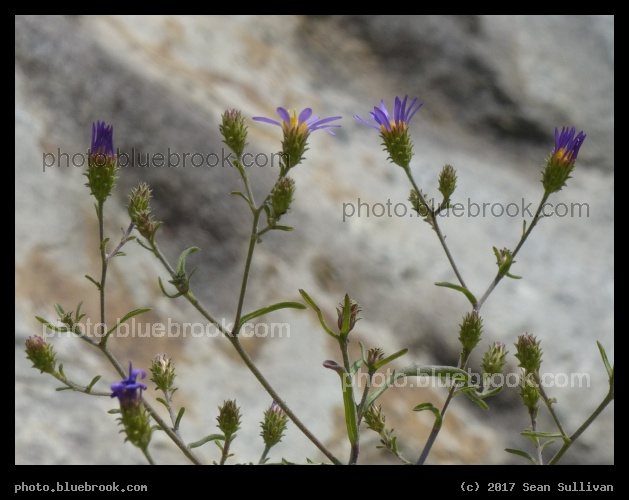 Little Flowers at Calvert Hill - Calvert Hill, Beaverhead National Forest, Montana