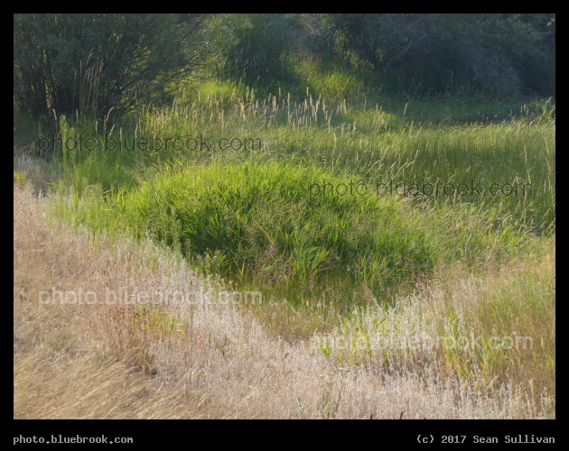Mounds of Grasses - Near Wise River, MT