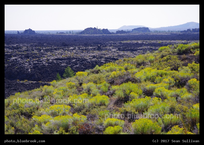Yellow Flowers and Lava Field - Craters of the Moon National Monument, Idaho