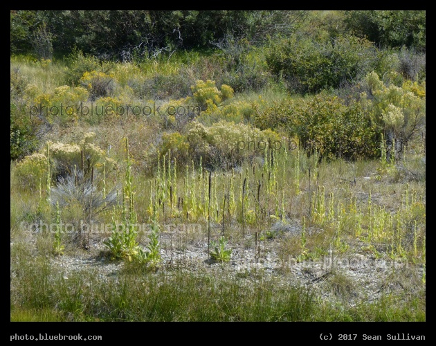 Plant Varieties near Lone Pine - Birch Creek, near Lone Pine ID