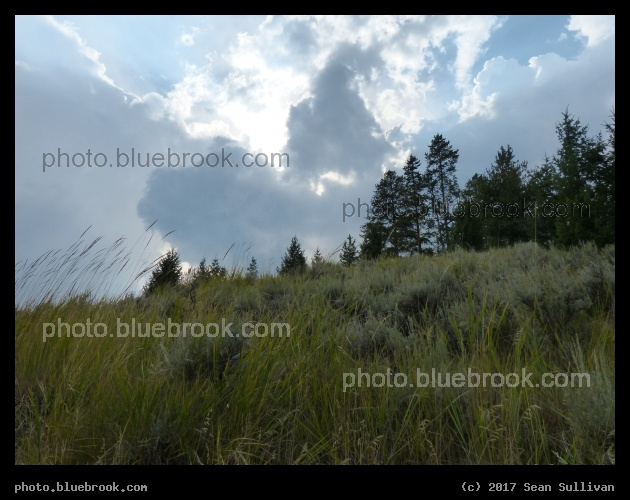 Meadow near Tower Falls - Yellowstone National Park