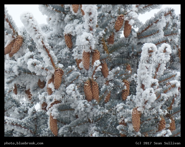 Pine Cones in a Flocked Tree - Corvallis MT