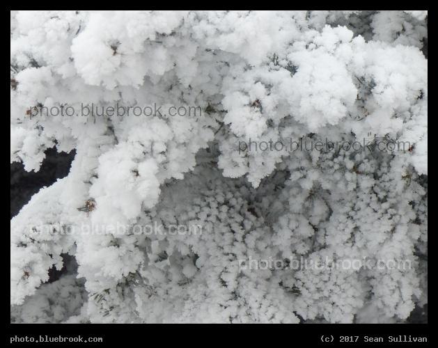 Snow Flowers - Corvallis MT