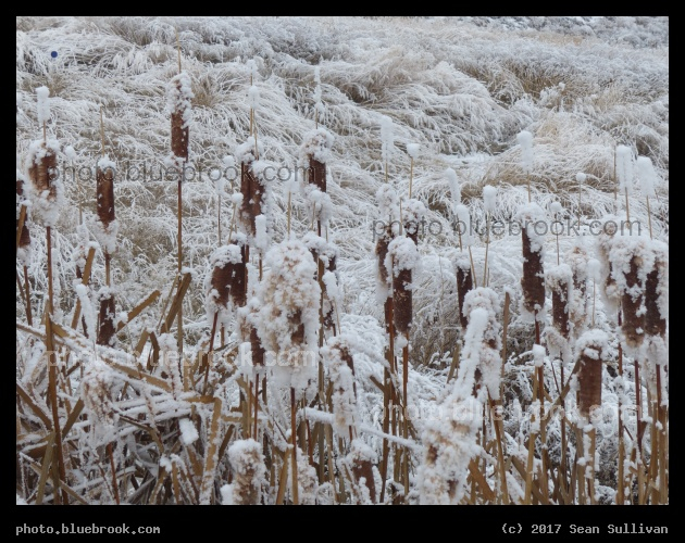 Cattails in Winter - Corvallis MT