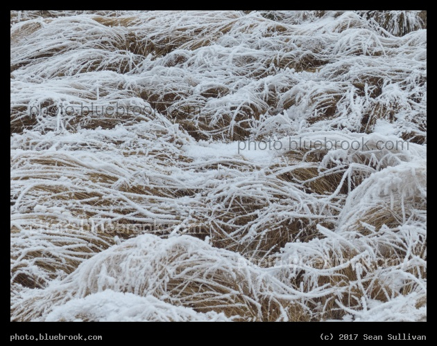 Waves of Frosted Plants - Corvallis MT