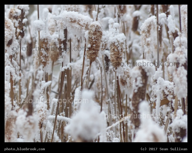 Frosted Cattails - Corvallis MT