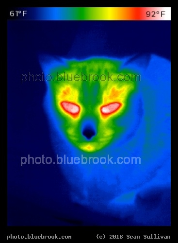 Cold Nose - Infrared image, Corvallis MT