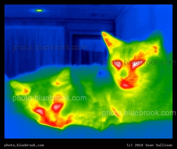 Glowing Cats - Infrared image, Corvallis MT