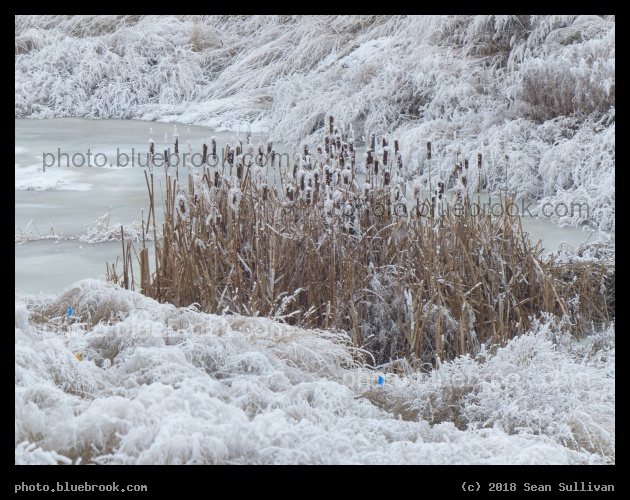 Frozen Cattails - Corvallis MT